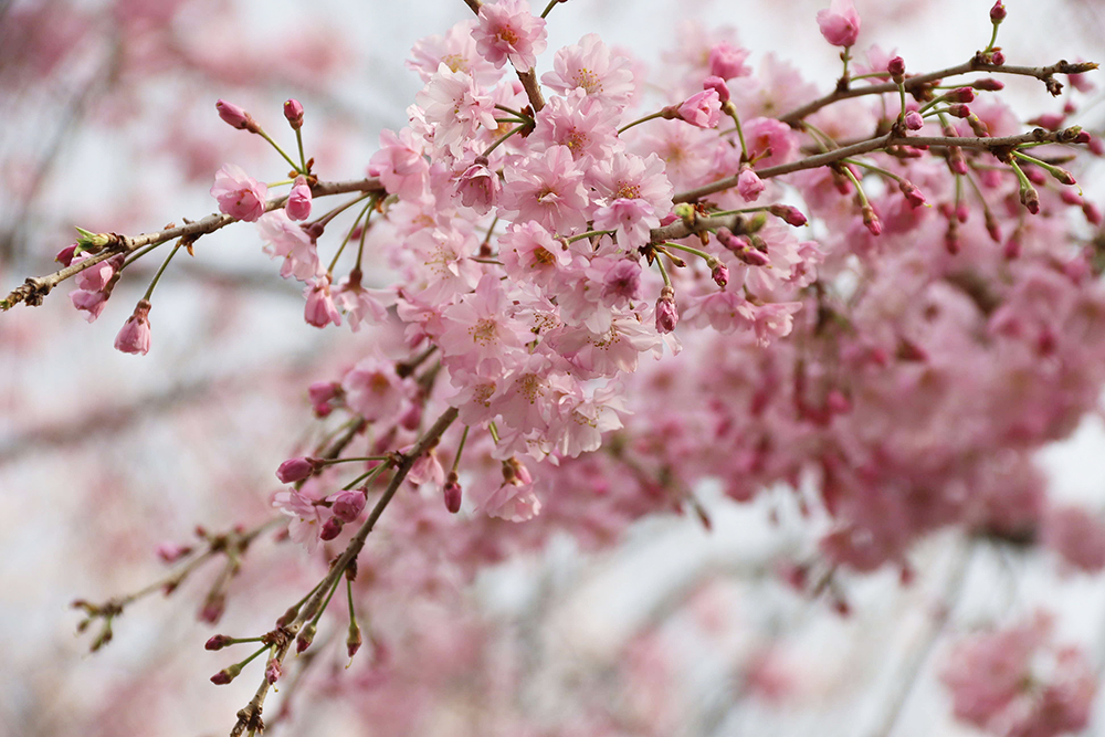 桜アップ