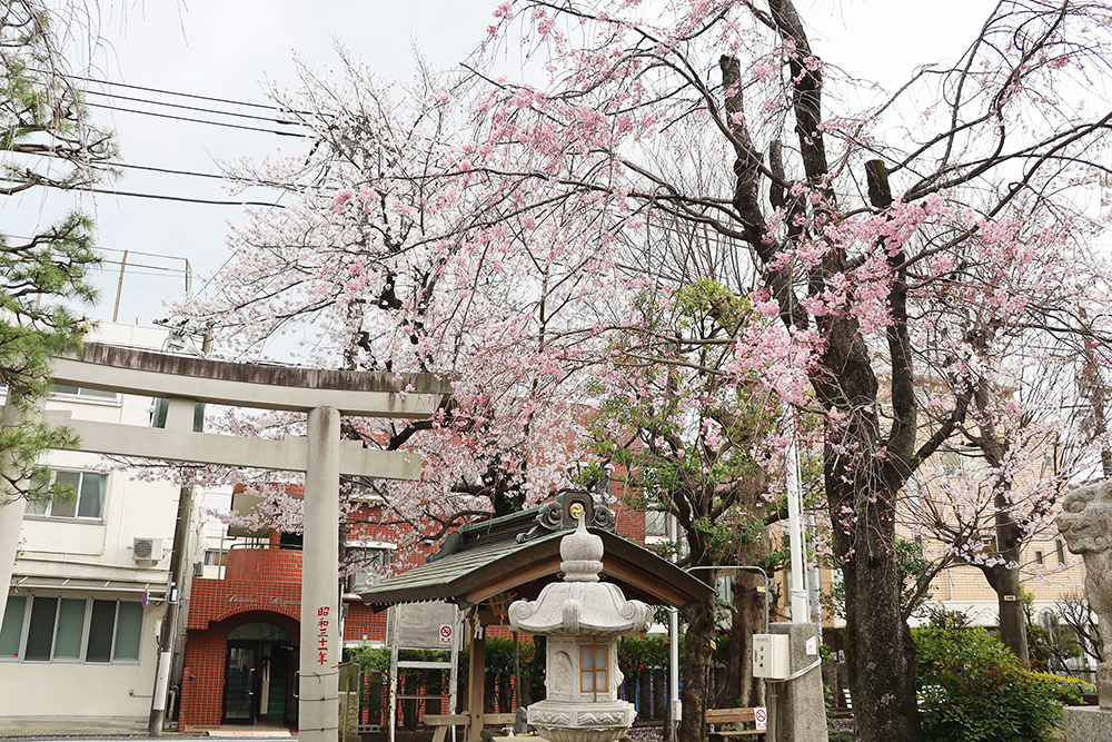 神社に咲く桜