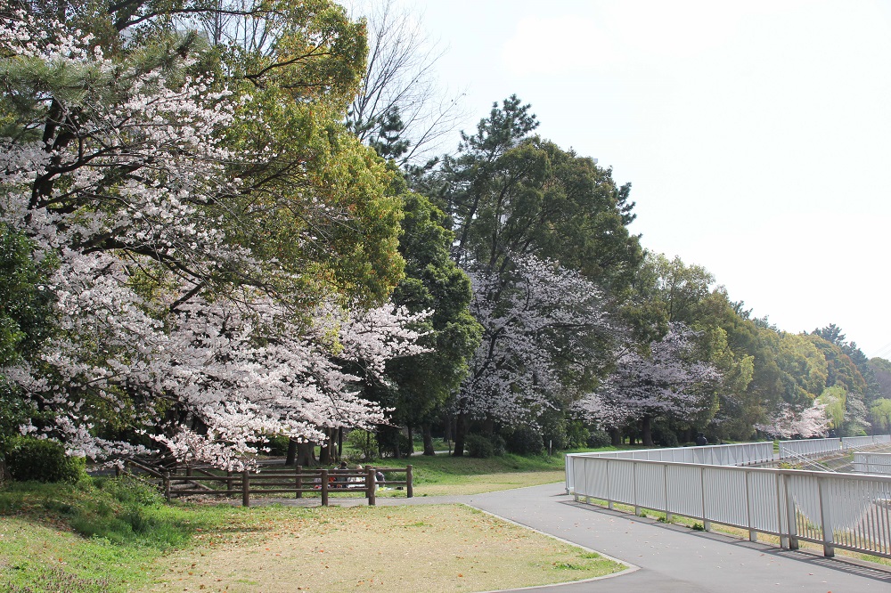 八潮橋周辺の桜