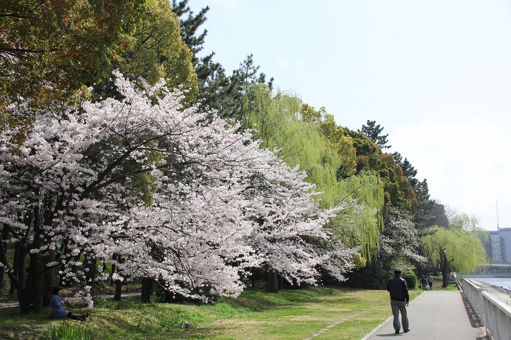 八潮橋周辺の桜