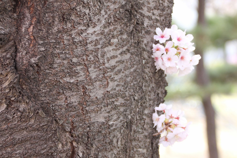 桜