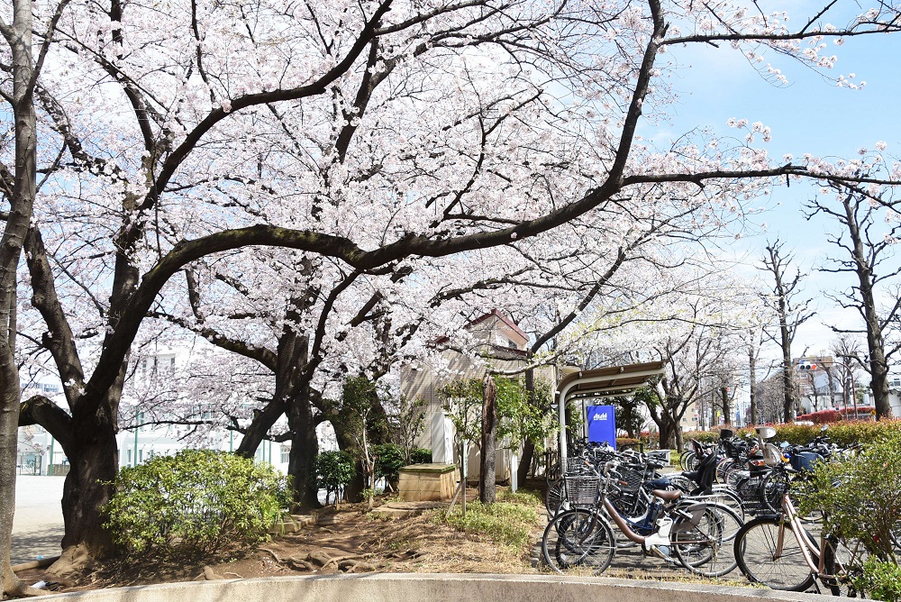 品川区　各地で桜が満開