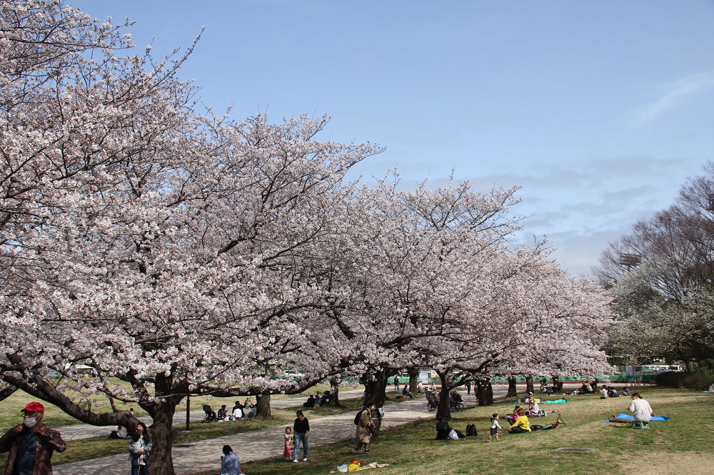 sakura 