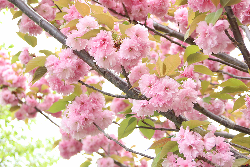 八重桜の木