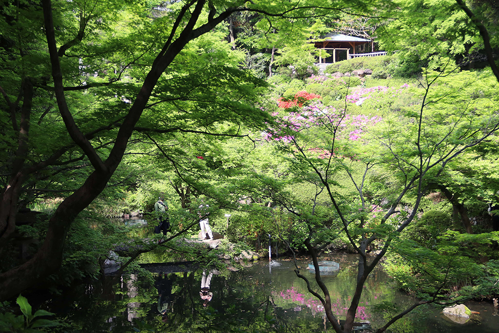 池田山公園　池側から見上げた風景