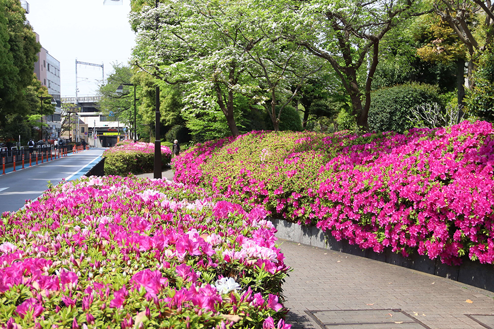 大井広場公園広め