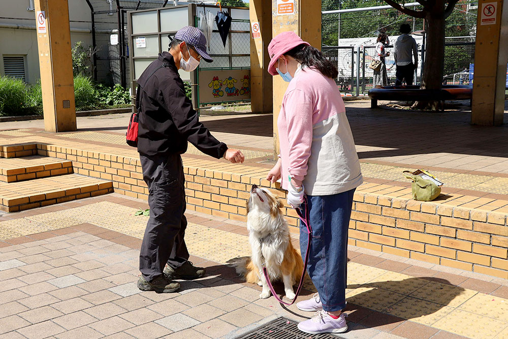 待てを教える飼い主