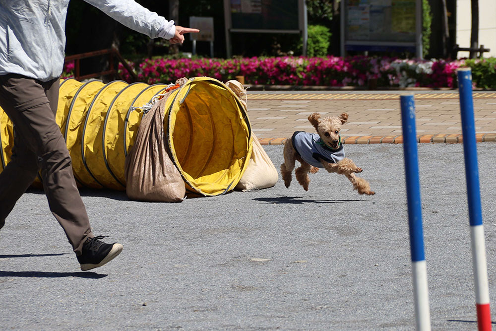 指示に従い障害物をクリアする訓練犬