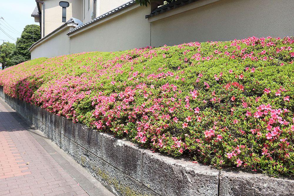道路に面したサツキの花壇