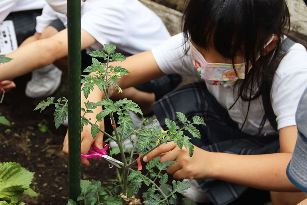 植えた苗のお世話をする写真