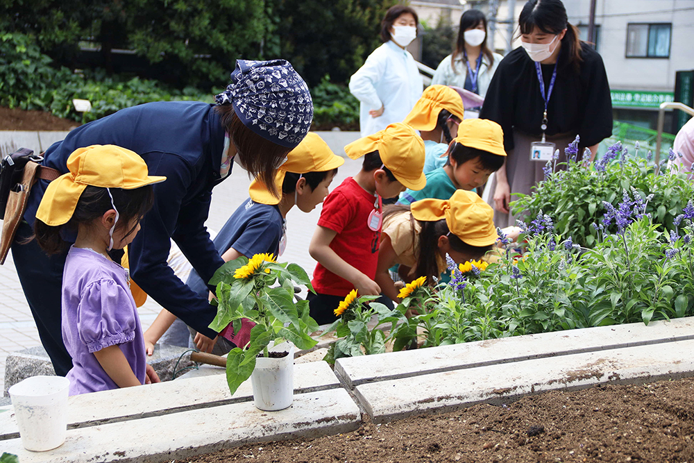 ヒマワリを植える園児と見守る園芸業者