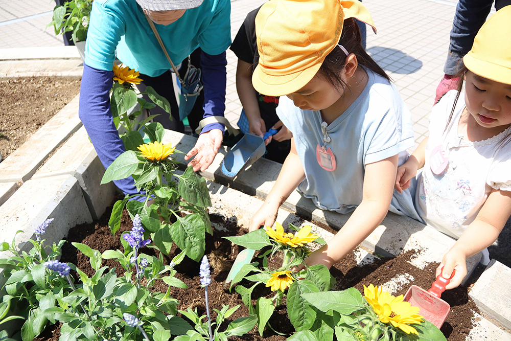 ヒマワリを植える児童と見守る先生