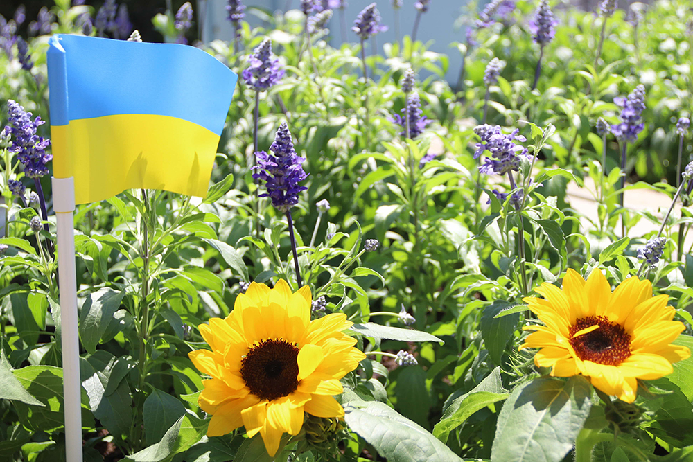 ウクライナの国旗と黄・青色の花