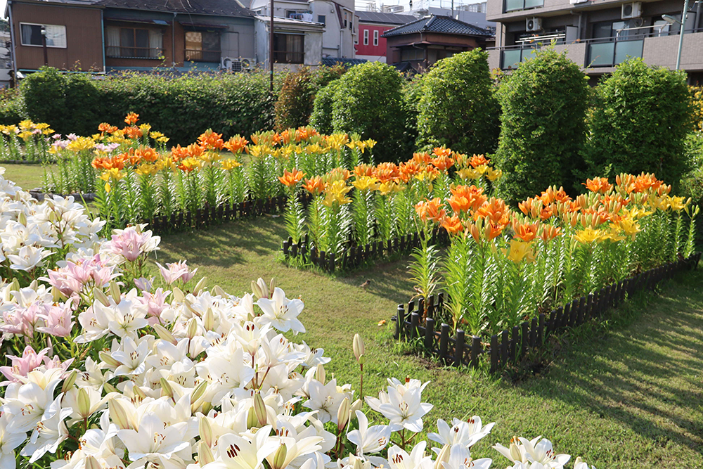 品川の「川」の字の花壇