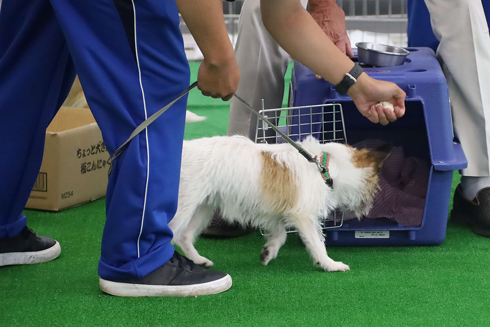 ケージに入る犬