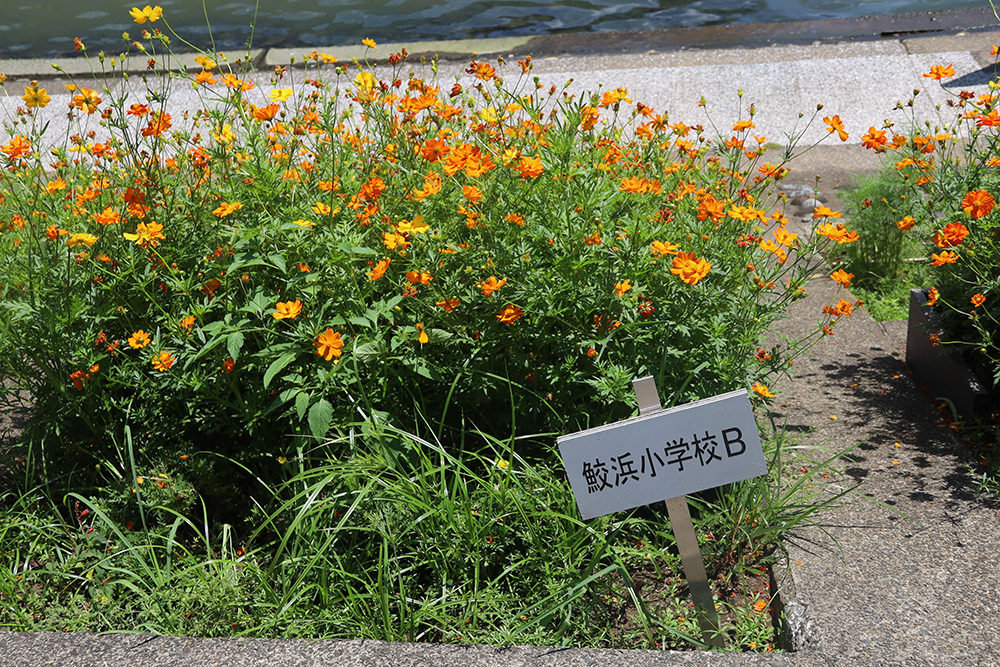鮫浜小学校の花壇に咲くコスモス
