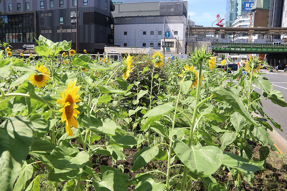 ヒマワリと五反田駅