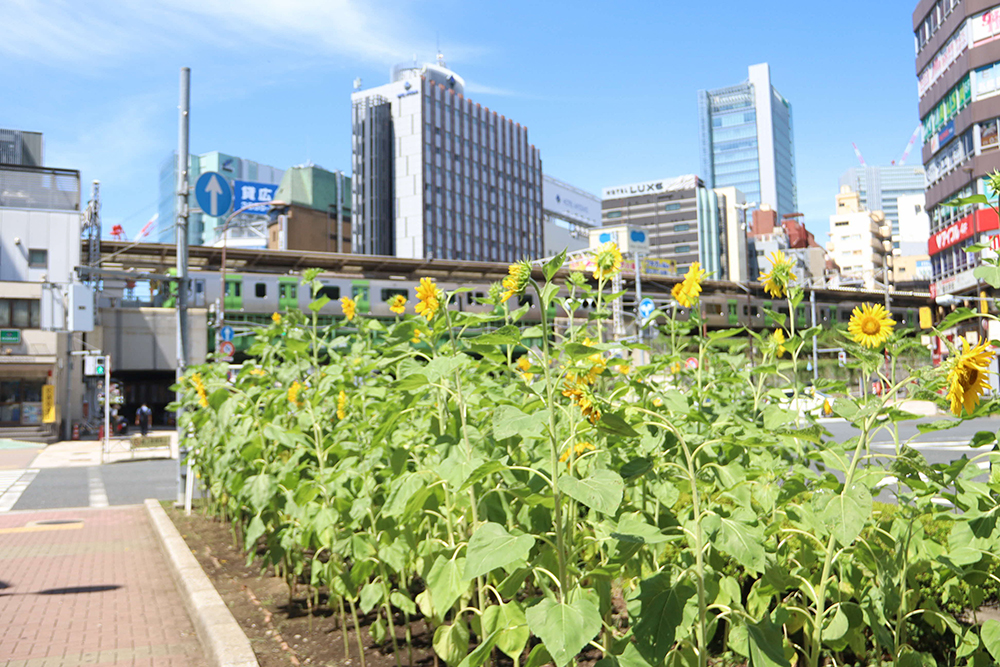 花壇広め