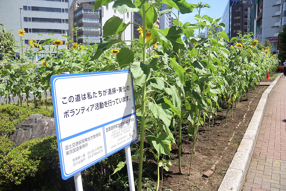 五反田をきれいにする会の看板とヒマワリ