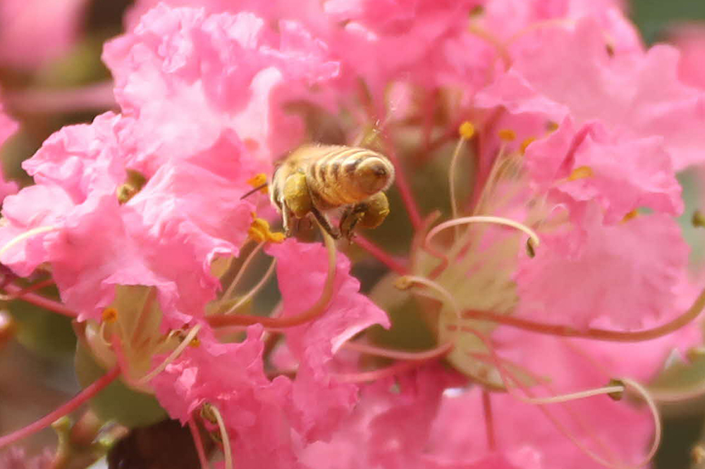 サルスベリの花とミツバチ