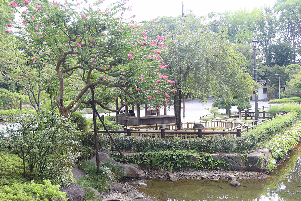 戸越公園のサルスベリ