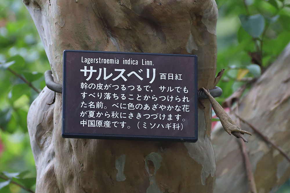 サルスベリの樹名プレート