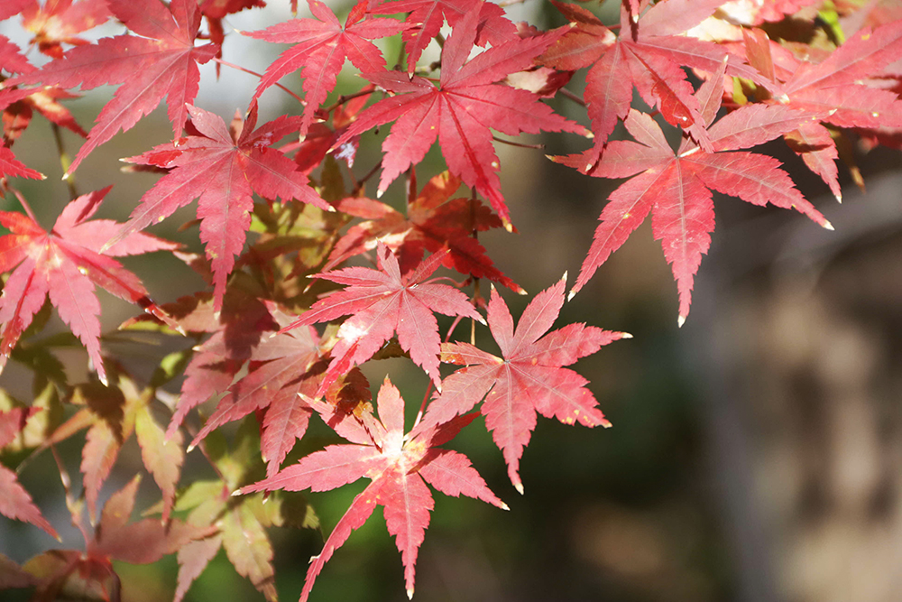 昼間の紅葉