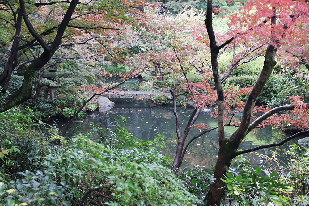昼間の池と紅葉