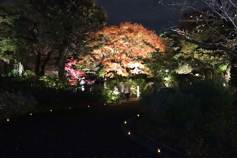 紅葉のライトアップ広め