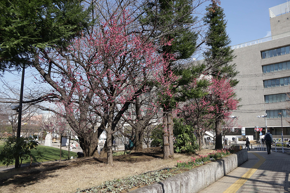 紅梅と区役所