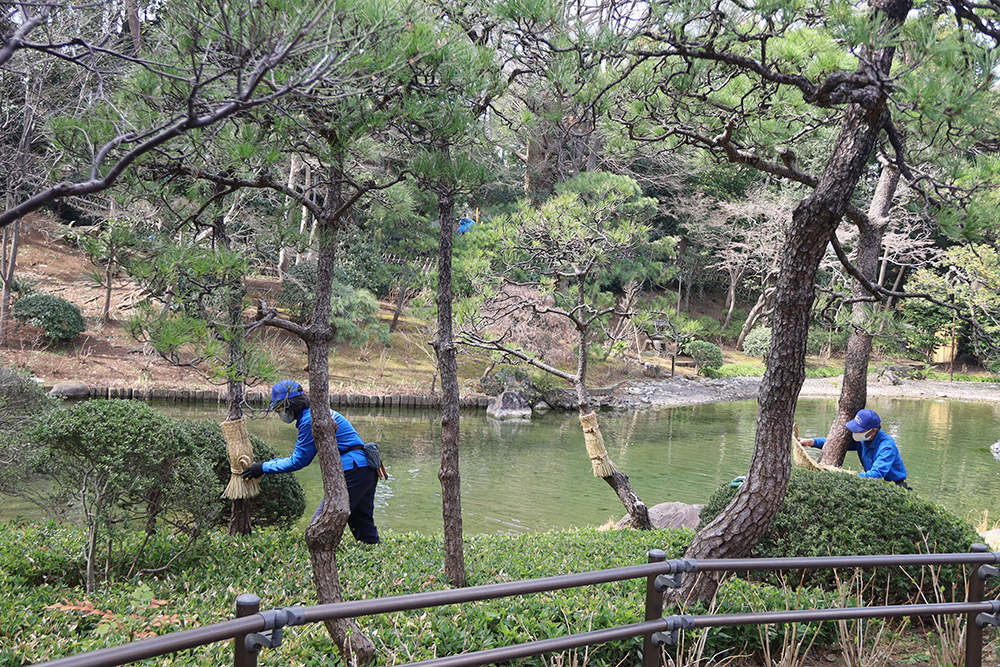 池の近くのクロマツのこも外し