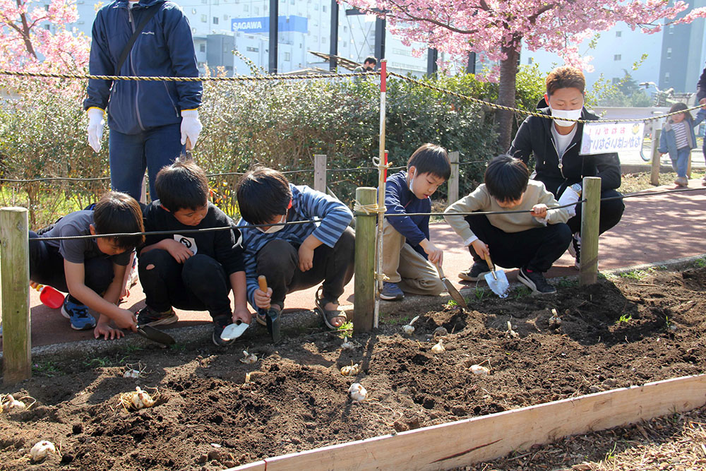 球根を植える子どもたちと河津桜