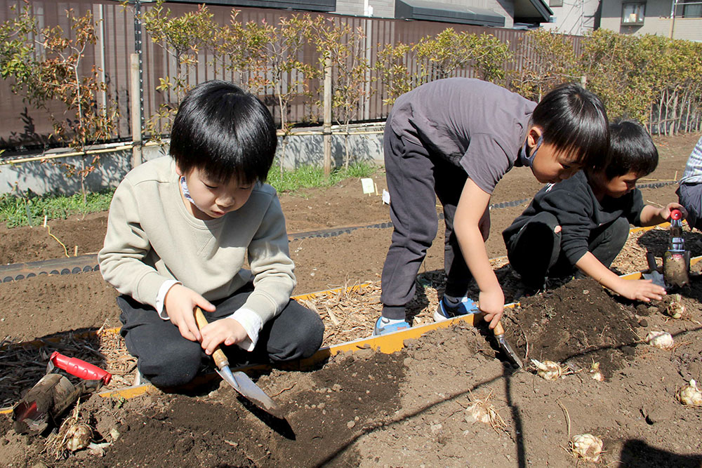 真剣に球根を植える子どもたち