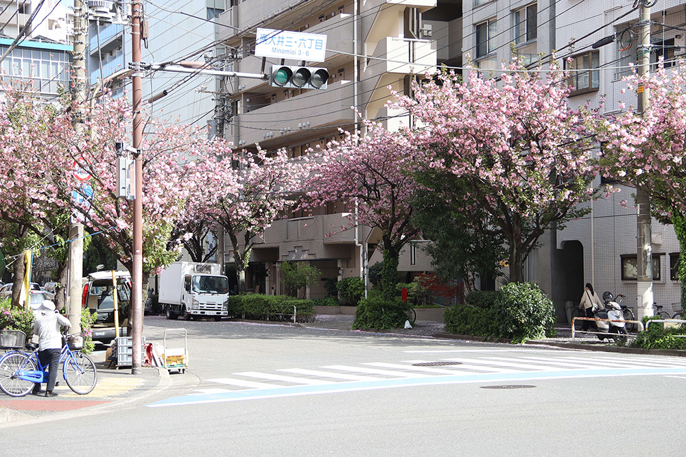 桜新道の八重桜