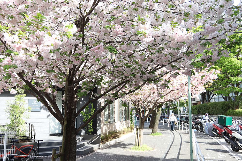 立会道路の八重桜