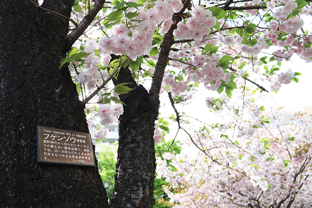 樹木プレートと八重桜