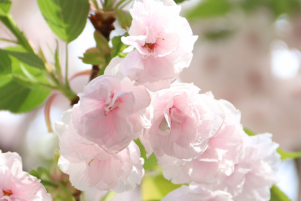 淡いピンク色の八重桜