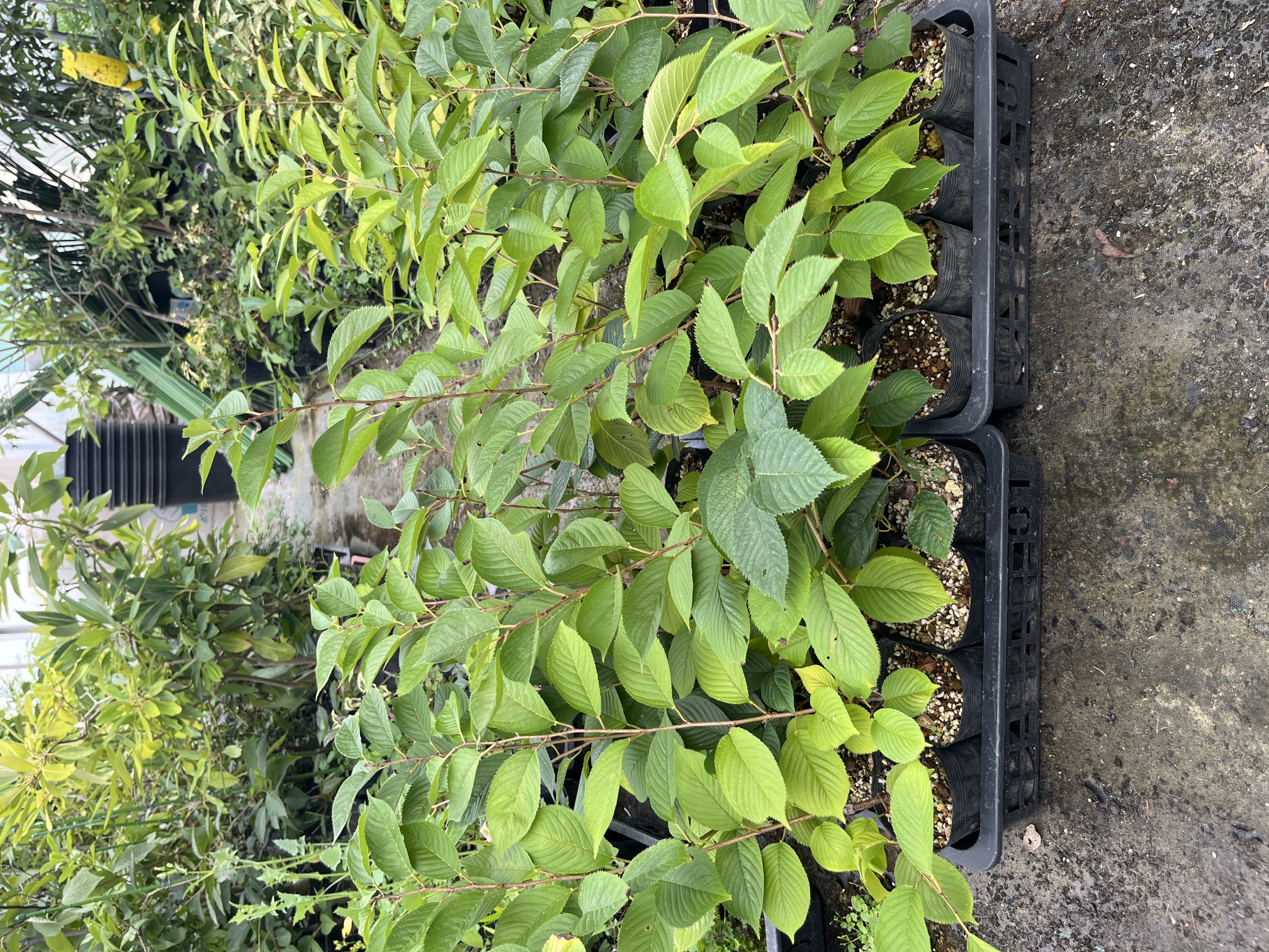 権現桜7月