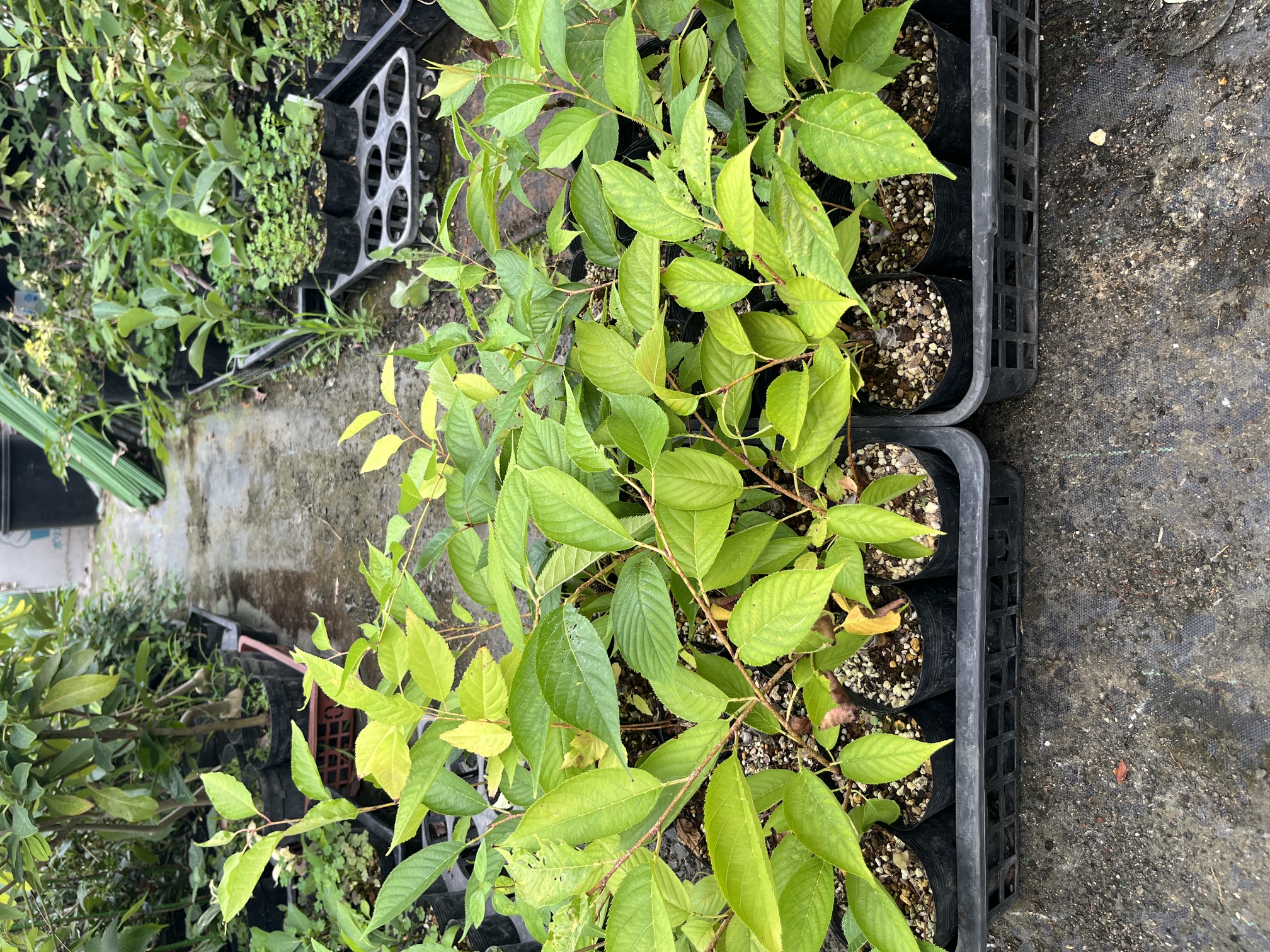 兒櫻7月