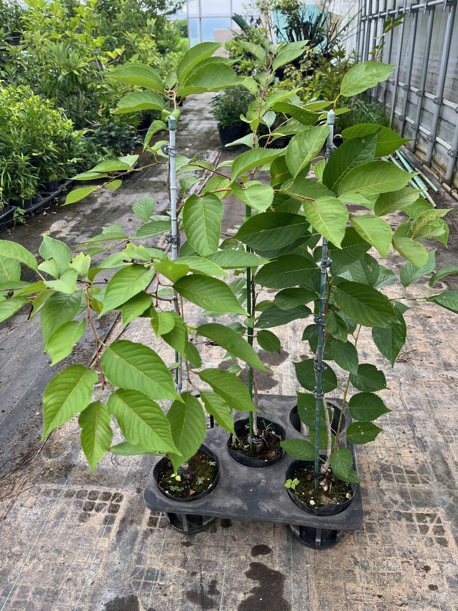7月権現桜