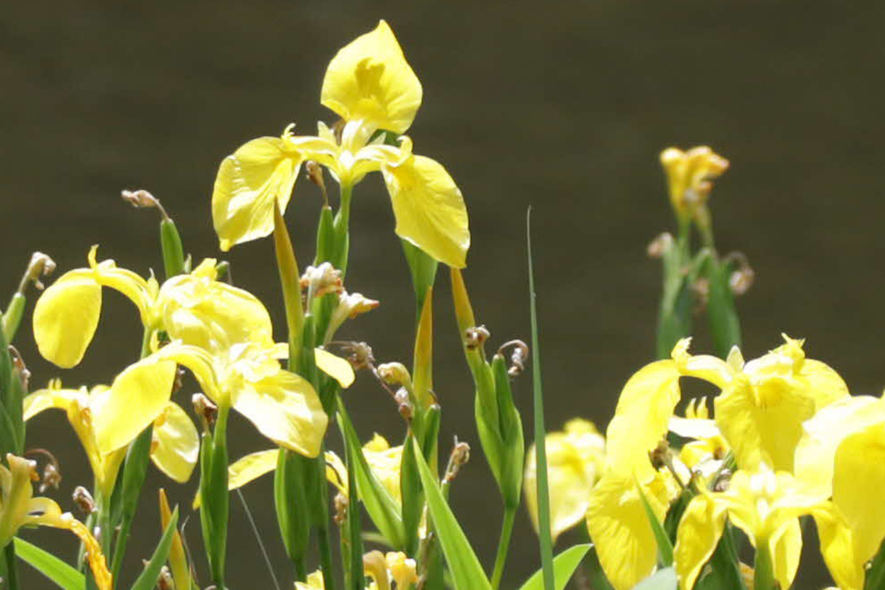 ショウブの花のアップ