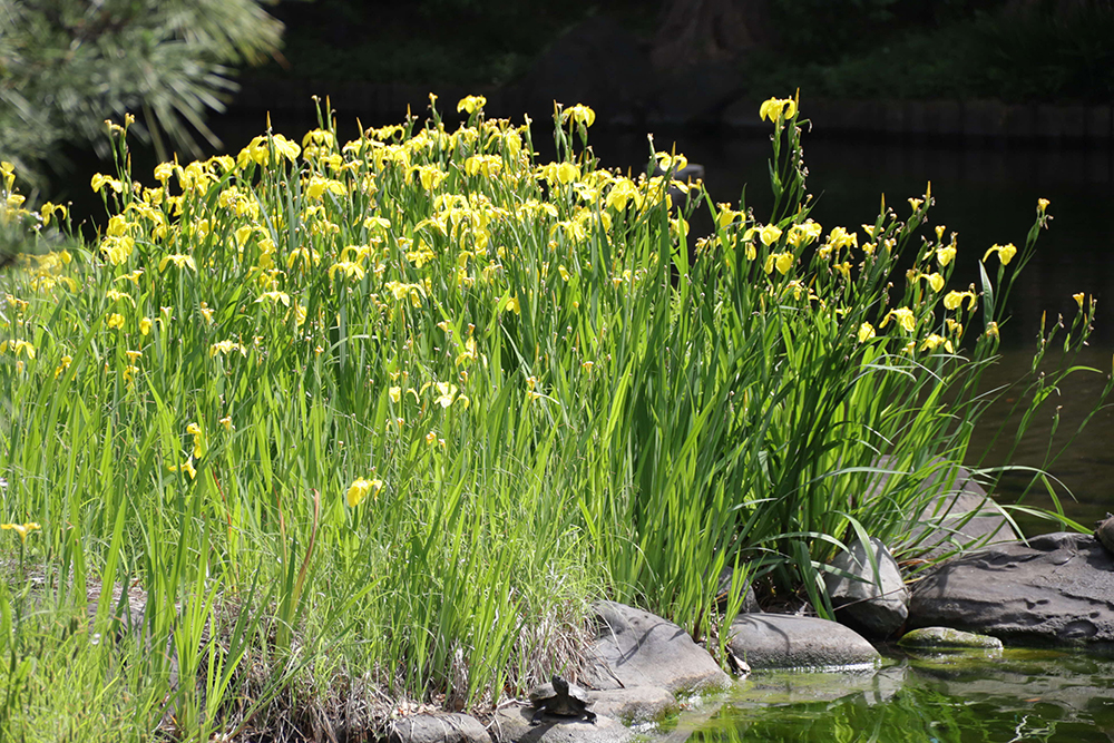 ショウブの花広め