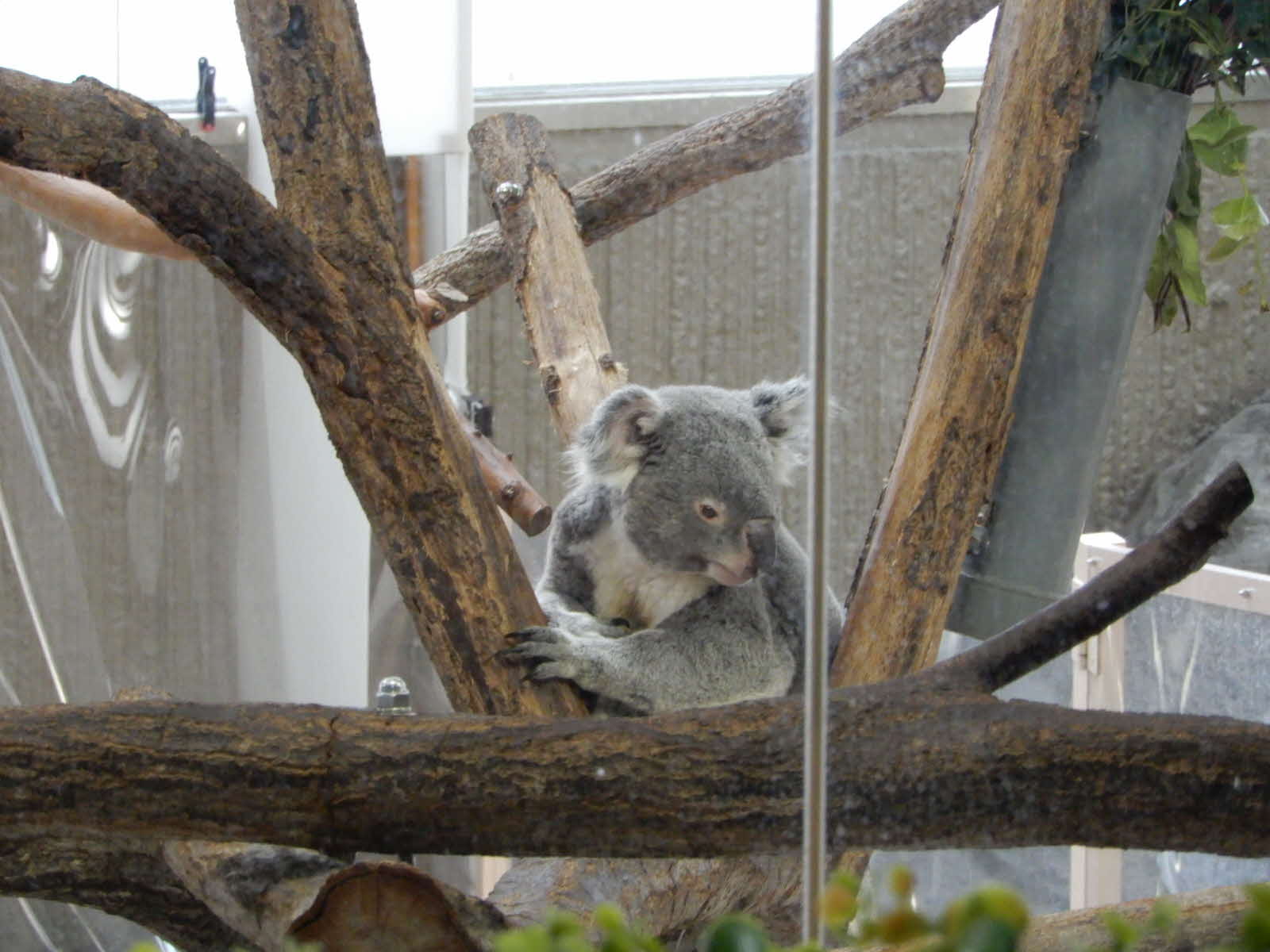 動物園コアラ