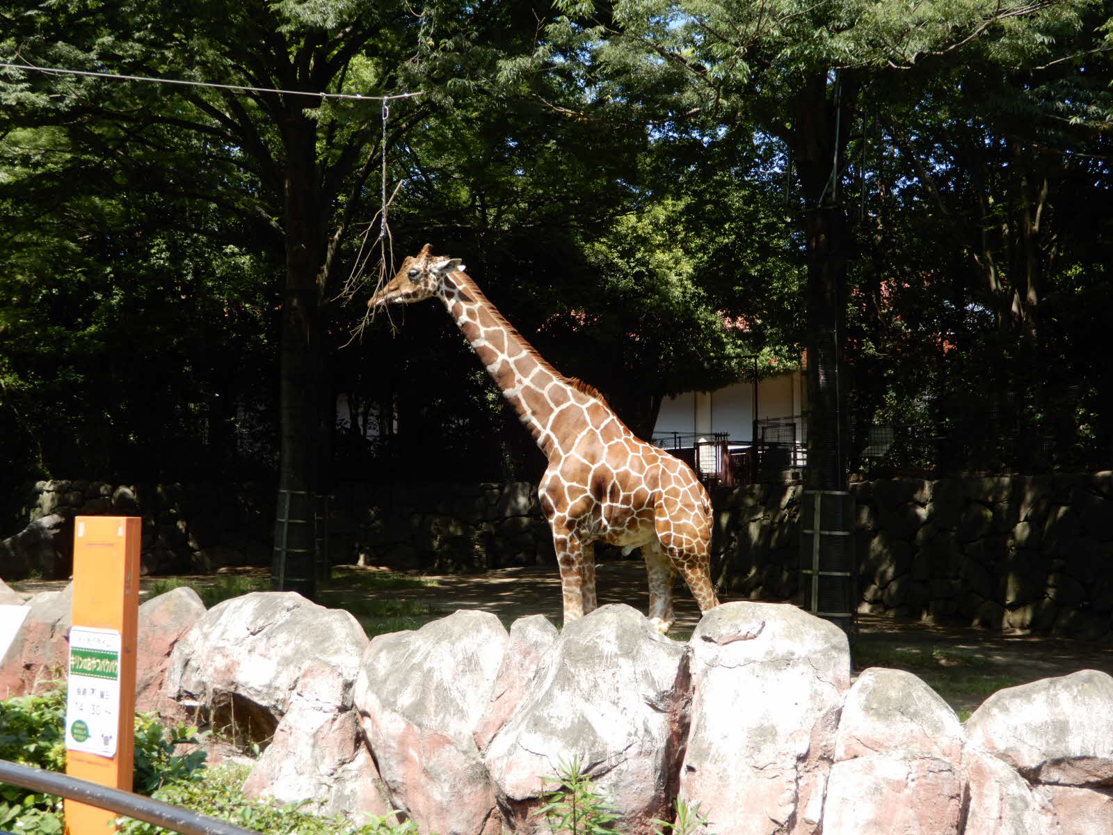 動物園キリン