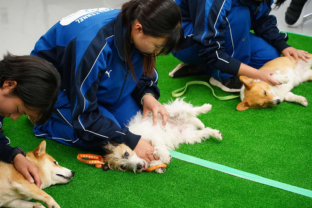 仰向けにするお手本