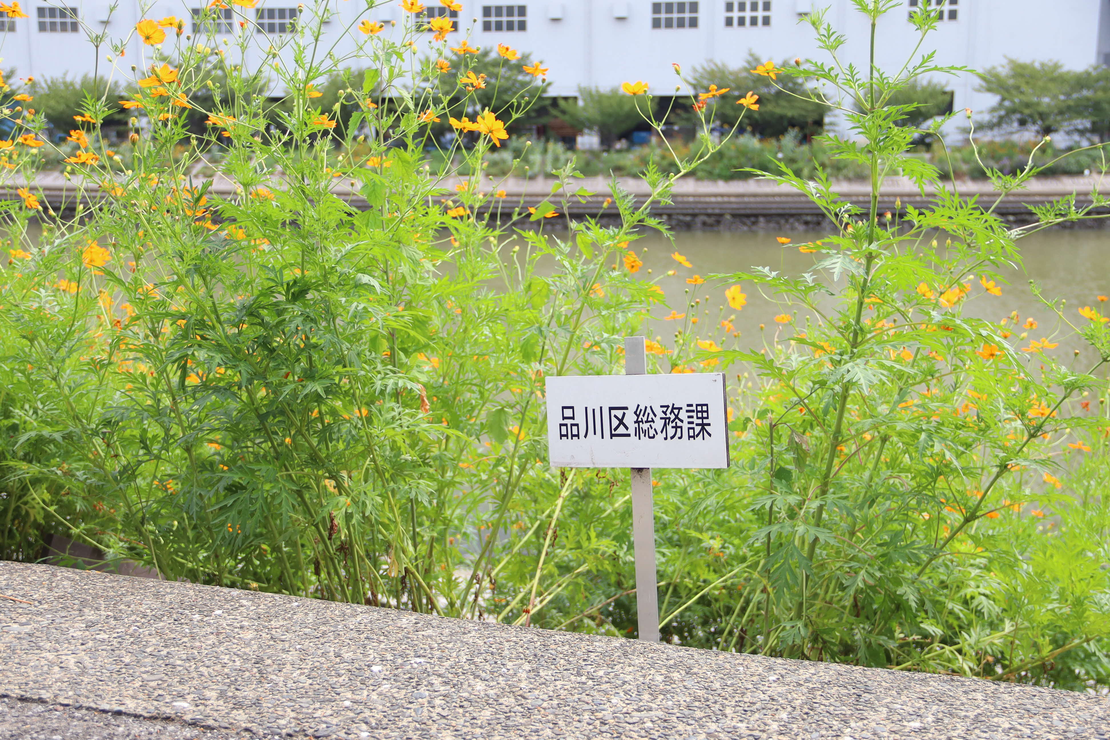 区役所の花壇