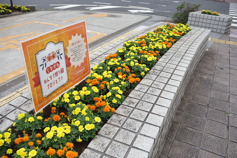 歩道の横に植えたマリーゴールド