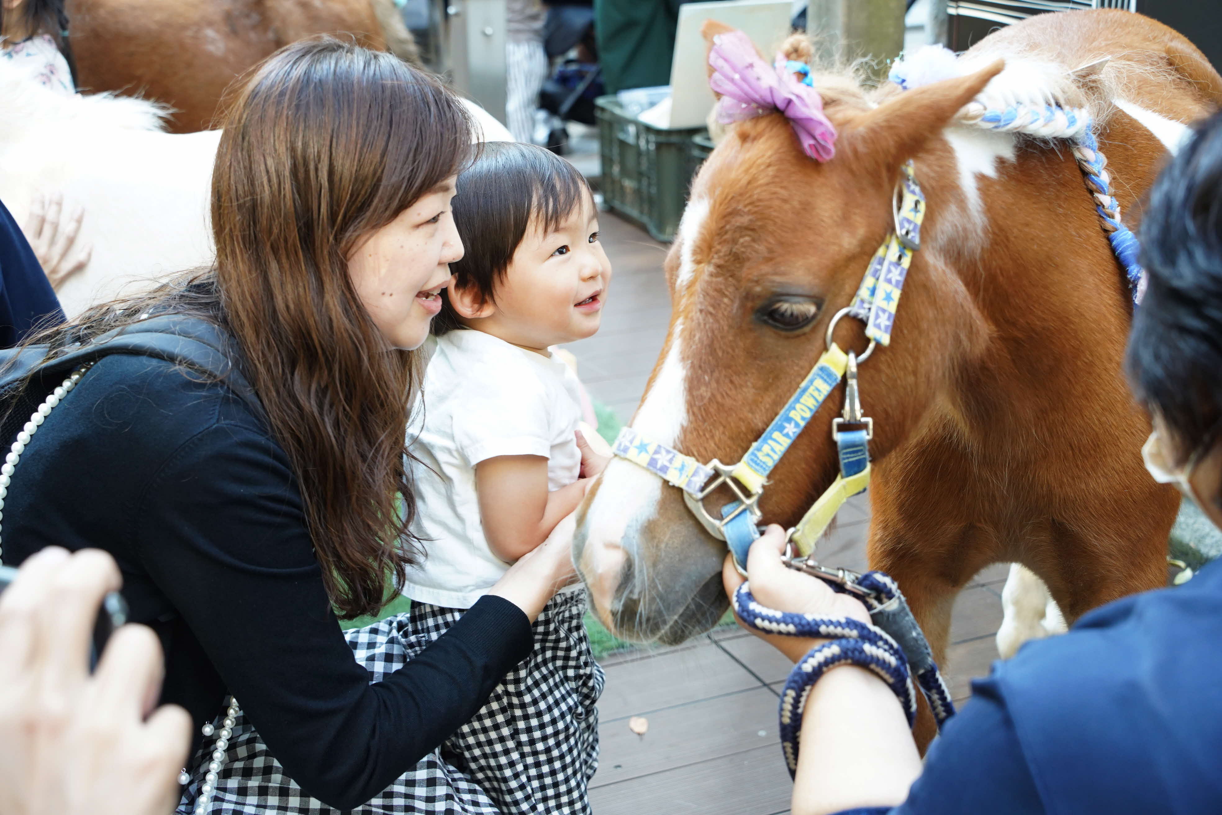 ミニチュアホースのふれあい体験の写真