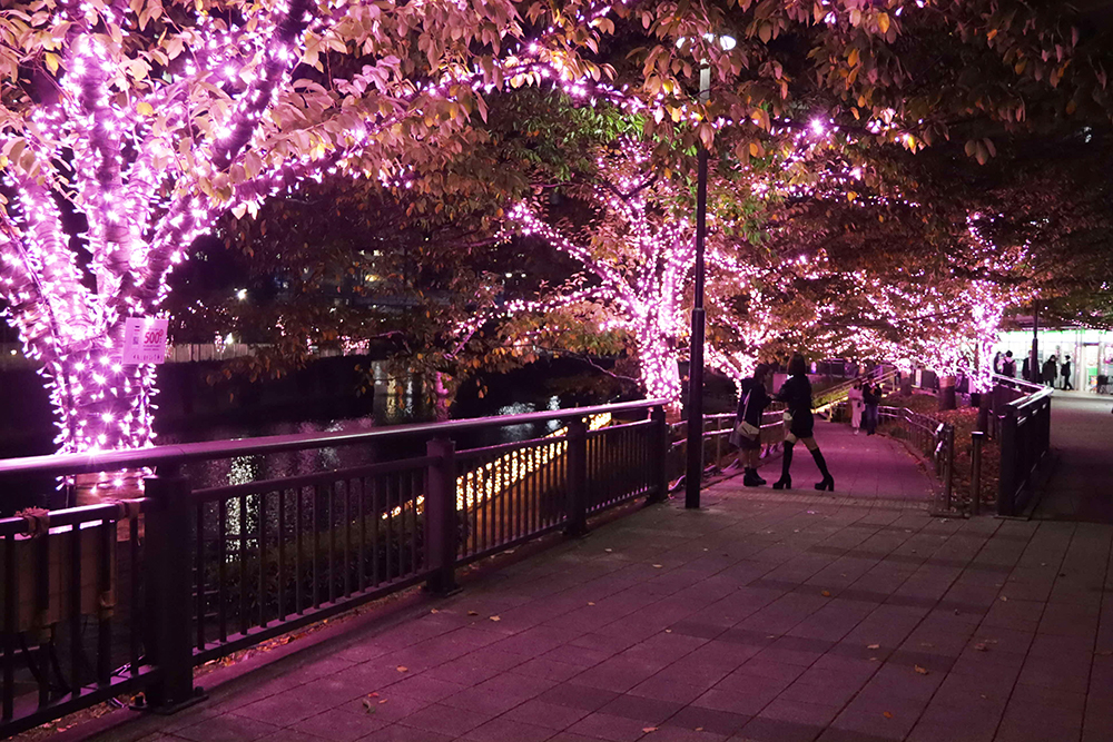 光の桜並木の画像