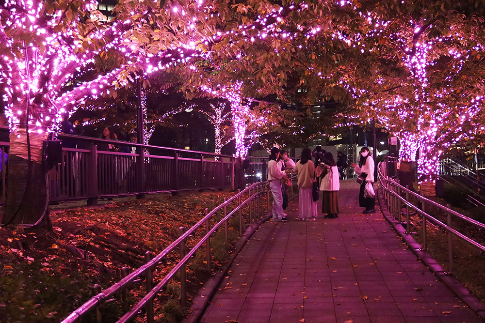 光の桜並木の画像